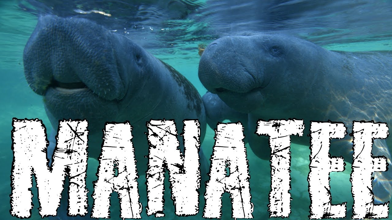 Florida Manatee - Amazing Encounters | 4K
