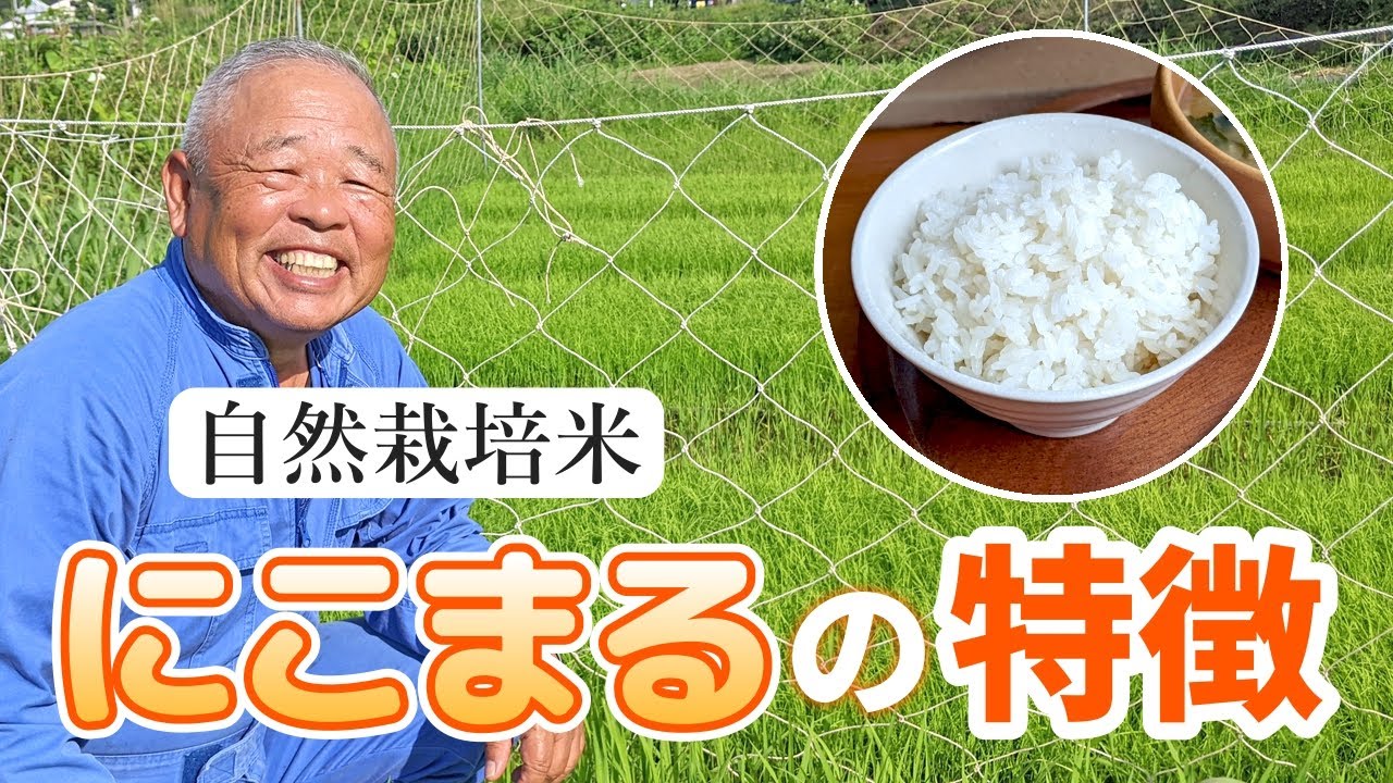 にこまるの特徴とは？｜ 植田秀幸の自然栽培米（自然栽培米専門店ナチュラルスタイル）