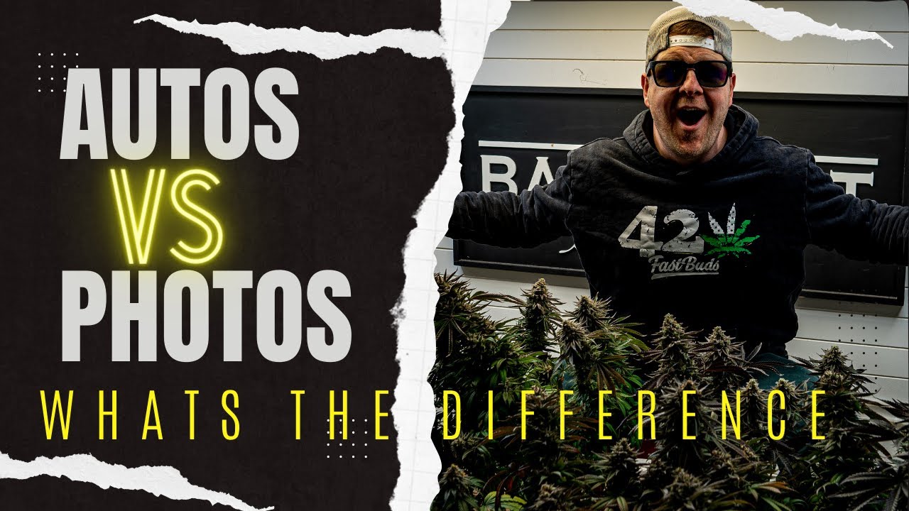AUTO VS PHOTOS: WHICH ONE IS BETTER ?
