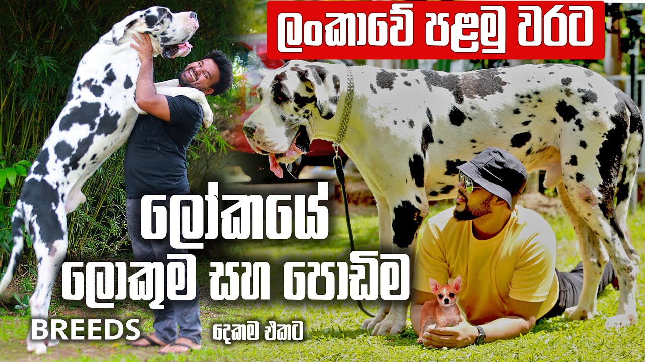 Largest and Smallest Dog Breeds in the World - ලොකුම සහ පොඩිම Breeds | Pet Talk | Dane and Chihuahua