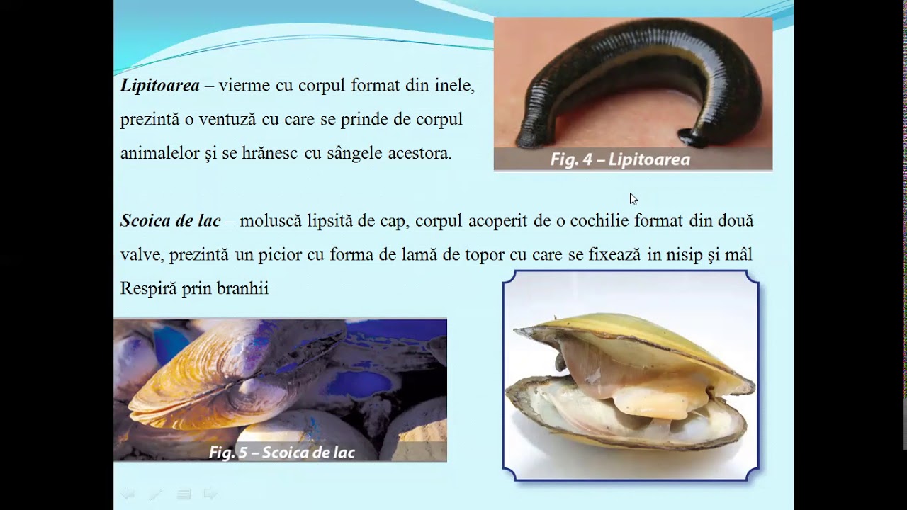 LACUL - APA STATATOARE - Lectii de biologie clasa a V-a progrma noua