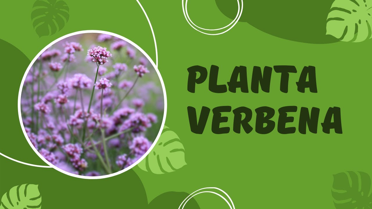🌸 Todo lo que necesitas saber sobre la PLANTA VERBENA🌿 Beneficios y cuidados Verbena officinalis