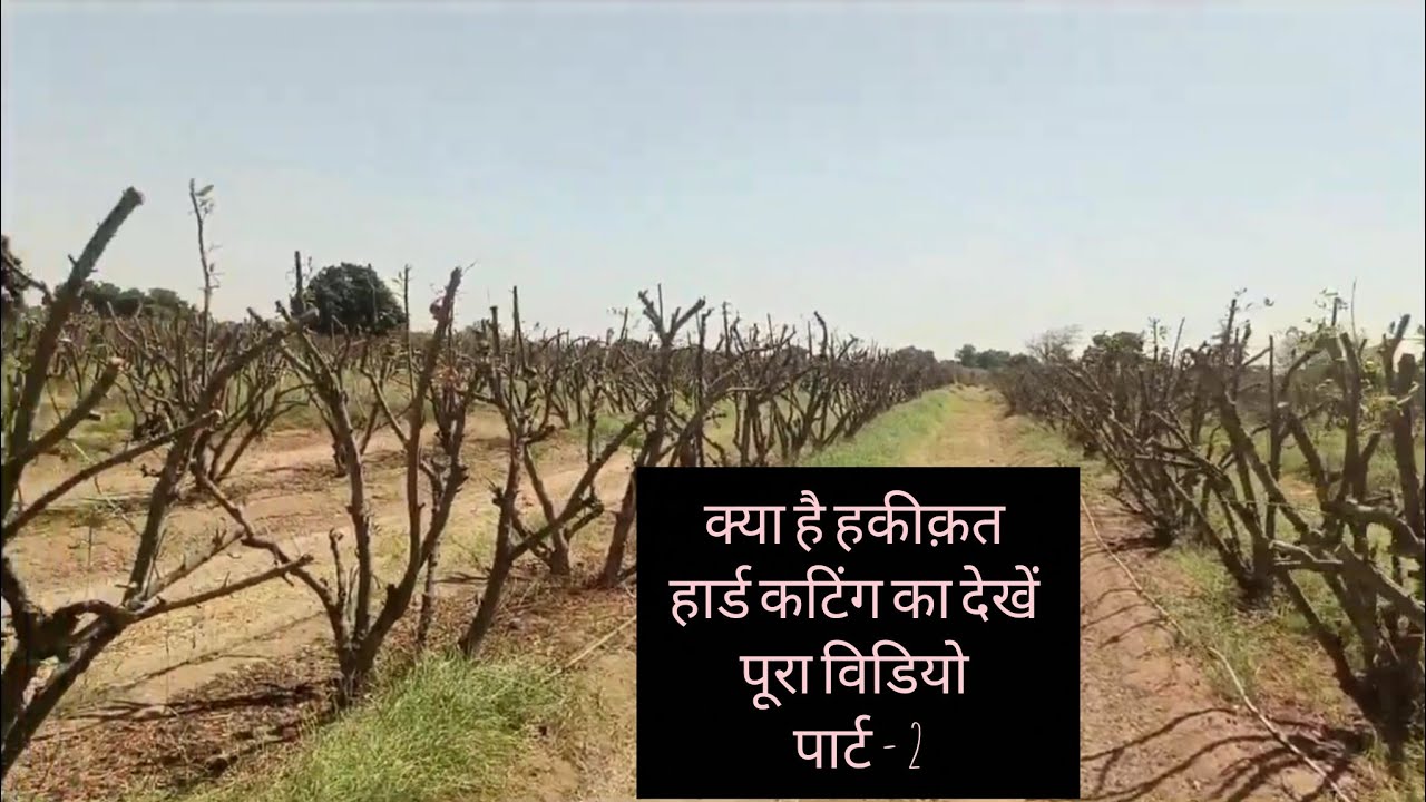 Hard cutting Part -2 #agriculture #farming #farmer #anar #fruit #gujarat #feed #india 