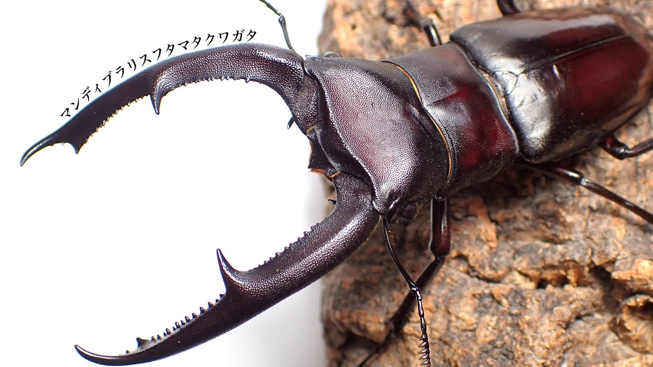 マンディブラリスフタマタクワガタのペアリングと産卵セット【クワガタ飼育】