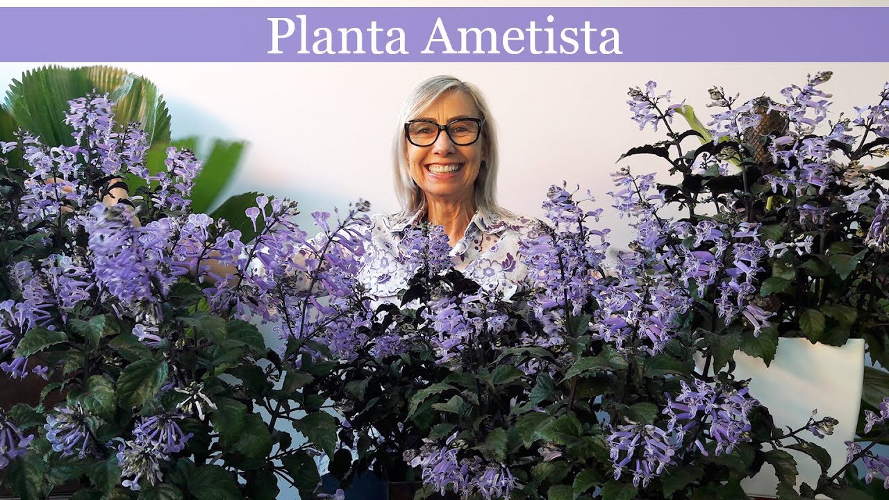 Como cuidar da Ametista #jardinagem #paisagismo #jardim #floricultura