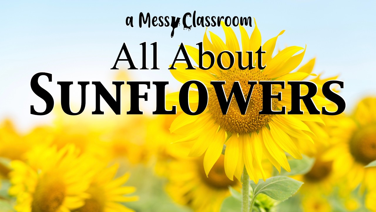 All About Sunflowers | The Amazing World of Sunflowers | Flower Plant Facts Educational Video