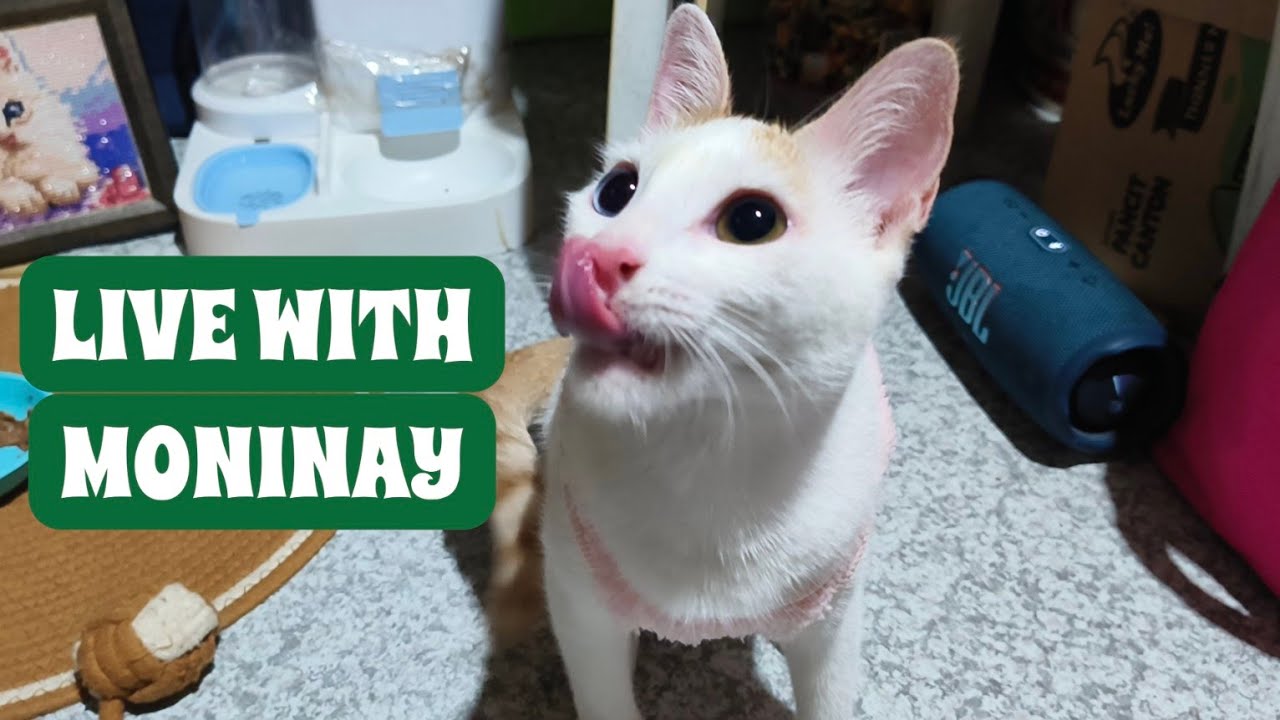 LIVE Feeding Little Moninay  Spreading Love One Meal at a Time