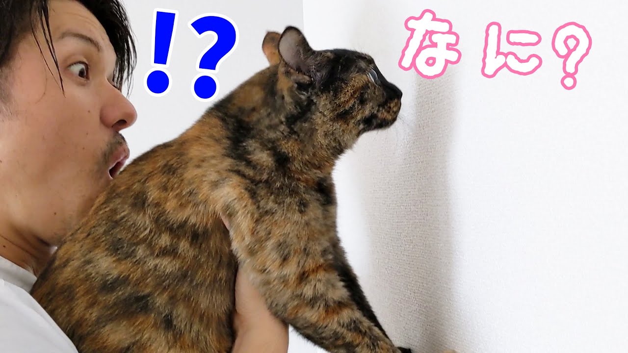 話題の「猫壁チャレンジ」を4匹でやってみた結果…！
