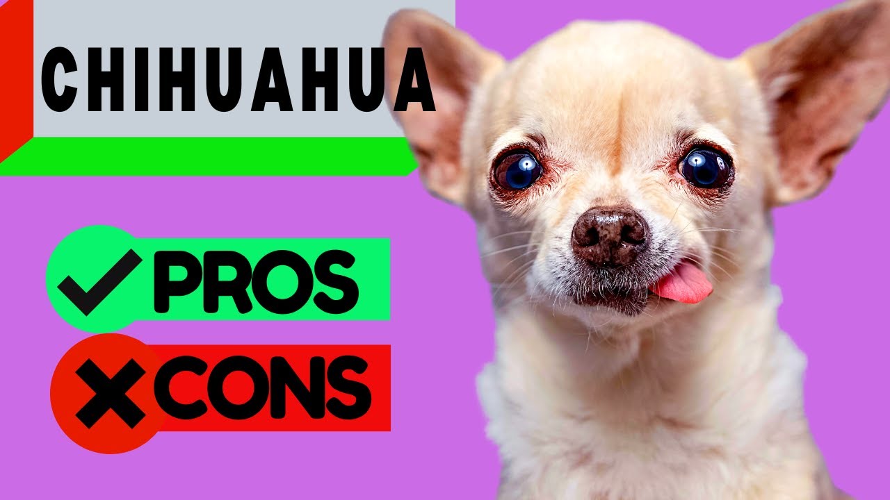 CHIHUAHUA PROs & CONs - Watch this Video to Learn Why Your Chihuahua may have a Bad Temperament!