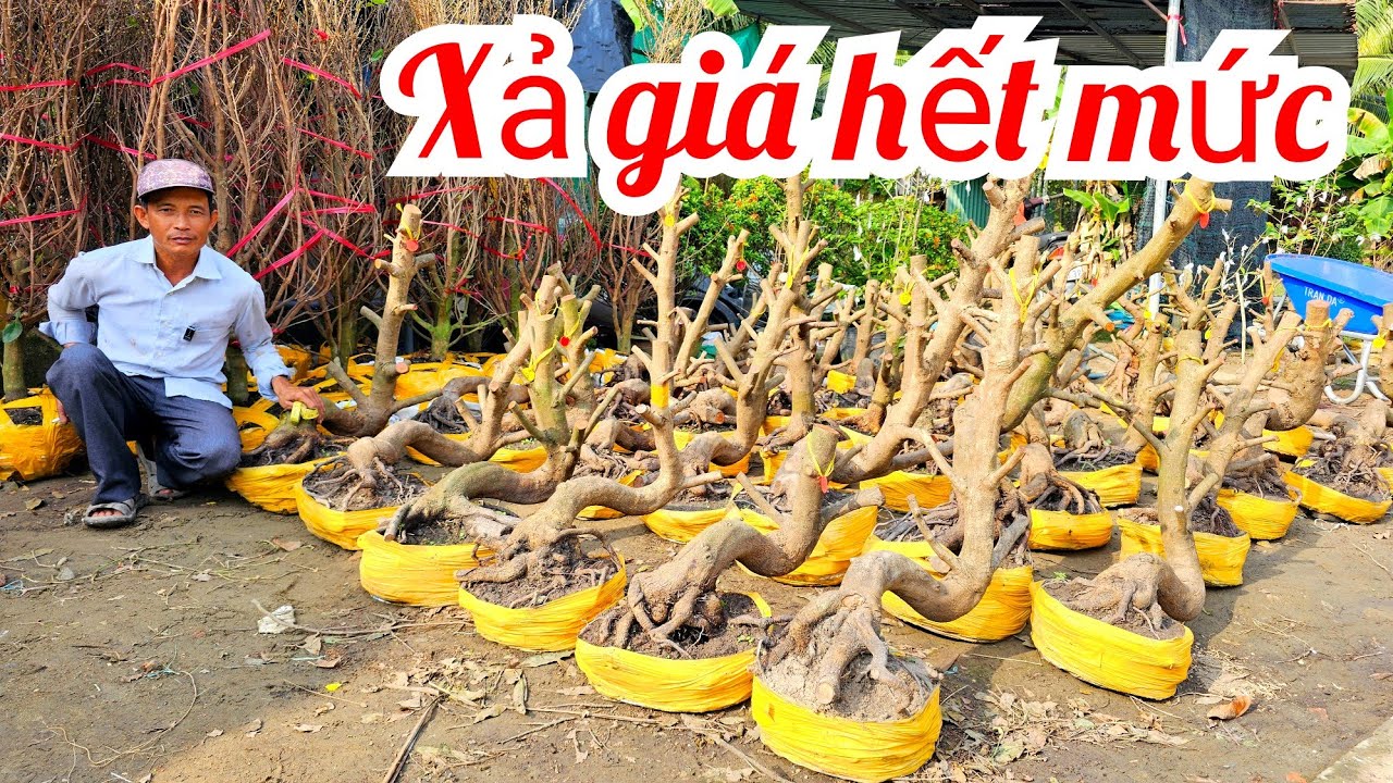 Anh Vũ 📲 0866173290 xả hàng lô mai Giảo Thủ Đức đế đẹp 20/1 (@MaivàngQuêdừa)