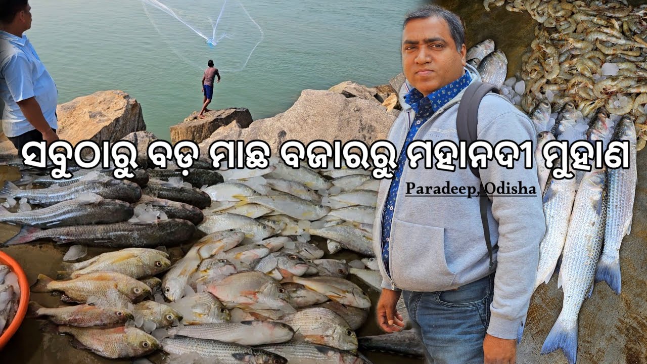 ଏତେ ବଡ଼ ମାଛ ବଜାର ଓ ସମୁଦ୍ର ଦେଖି ଆଶ୍ଚର୍ଯ୍ୟ l Paradeep Big fish market to Mahanadi Muhana
