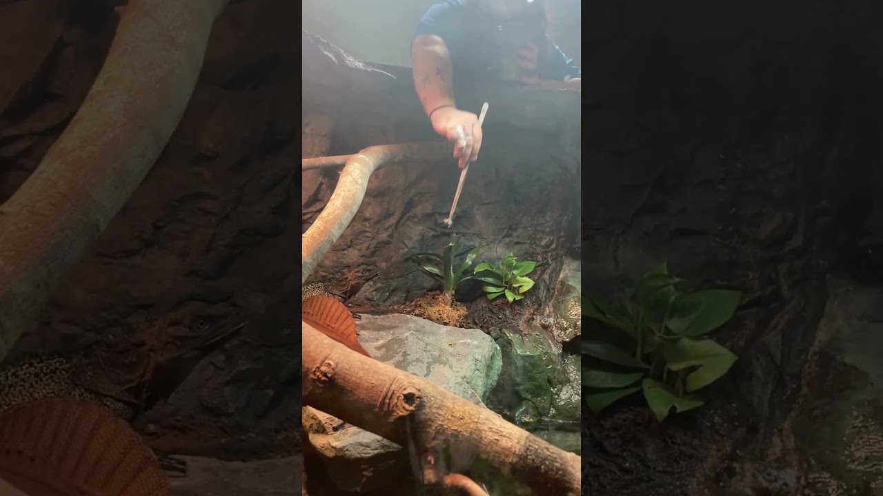 Dinner is Served! The Sulawesi Sailfin Lizard Enjoys a Snack at the Daytona Aquarium! #shorts