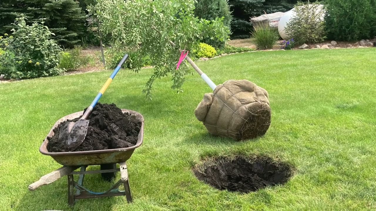 I Think You’ll Love This Tree | Northern Empress Japanese Elm