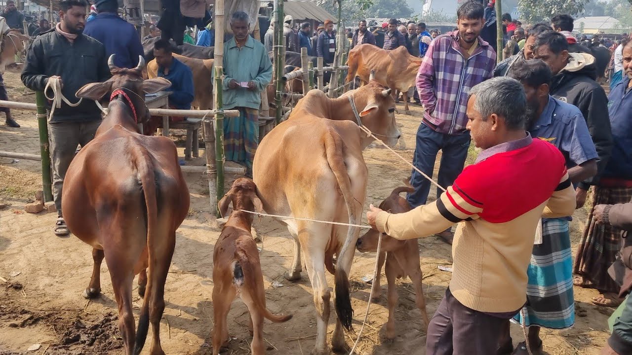 @আজ ৯ জানুয়ারি ২৬ | বাচ্চাসহ শাহিওয়াল গাভী গরুর দাম | আমবাড়ি হাট | দিনাজপুর 