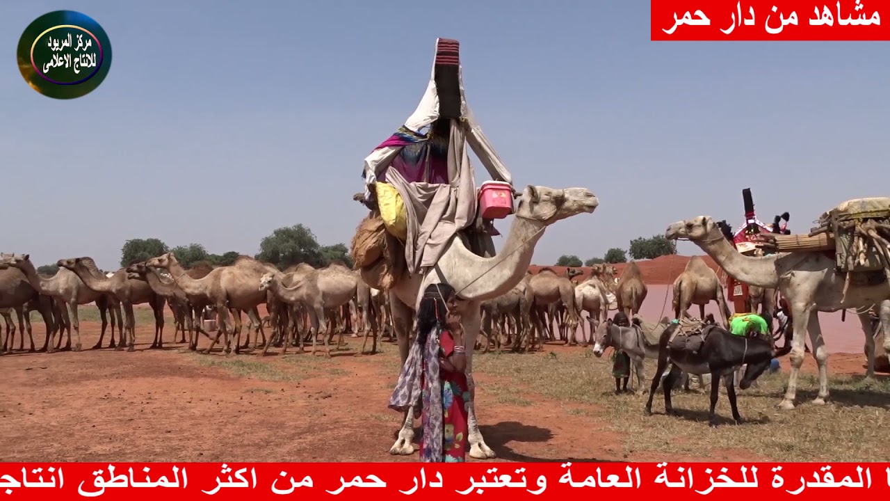 ابالة دار حمر .عماد الاقتصاد السوداني