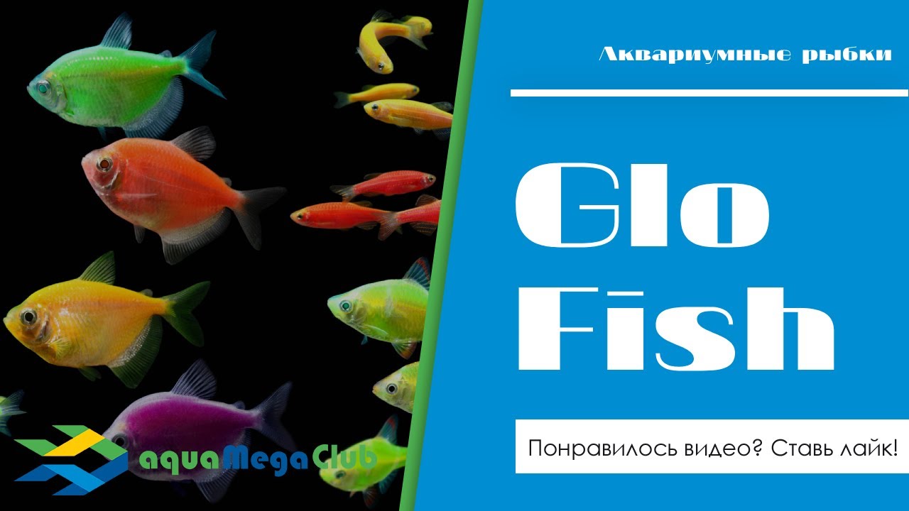 Как нас обманывают продавцы Глофиш (GloFish) и как отличить подделку?!