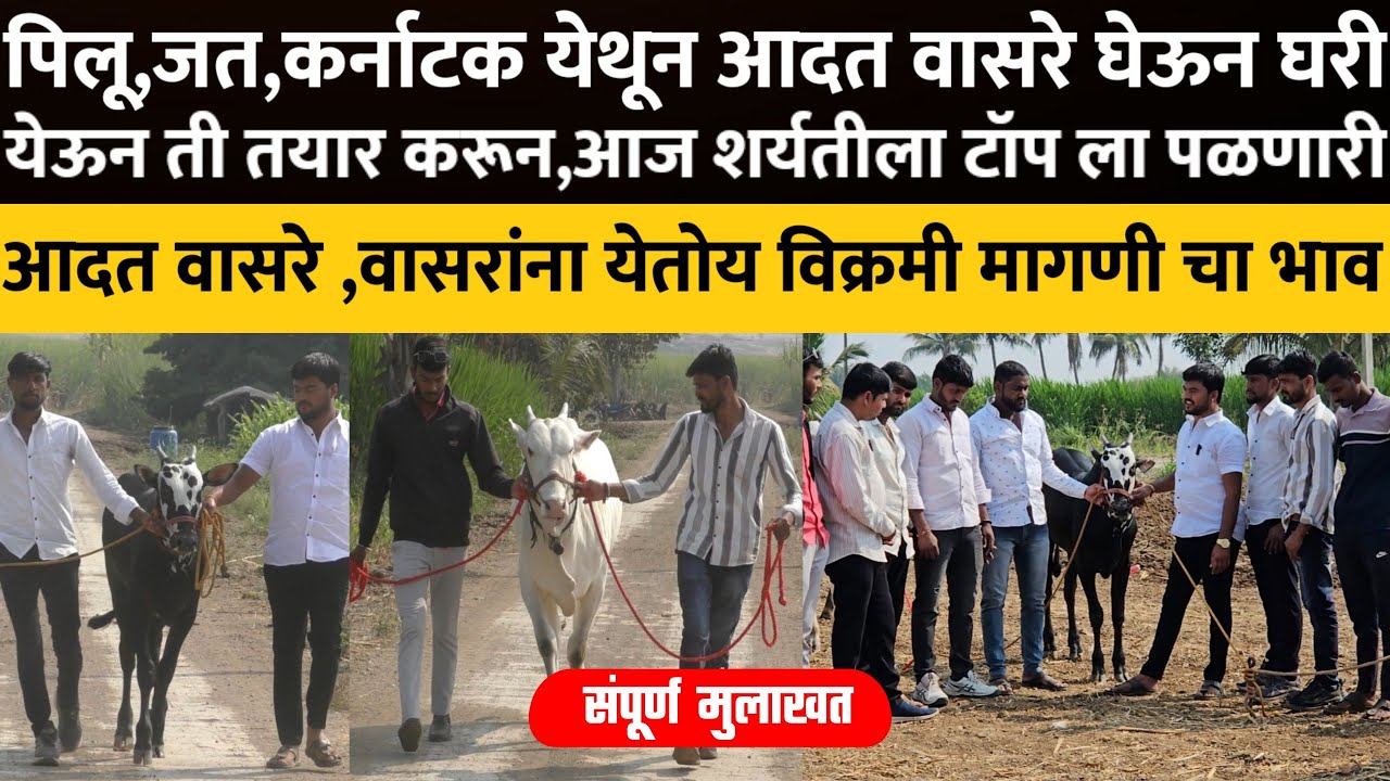 पिलू,जत,कर्नाटक वरून आदत वासरे घेऊन आज दावणीला तयार करतात टॉप आदत वासरे संपूर्ण मुलाखत !