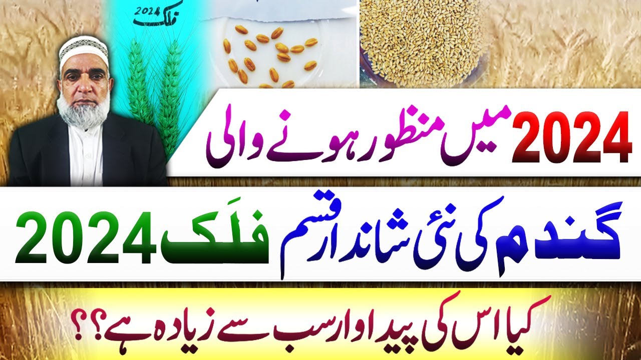 The incredible yield potential of new wheat variety Falak-2024 || Crop Reformer