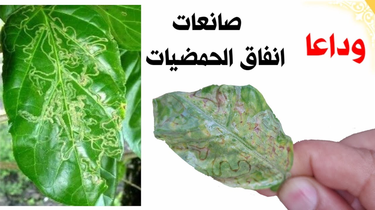 الحل الأقوى صانعات الانفاق أو حافرات انفاق الحمضيات leaf miner