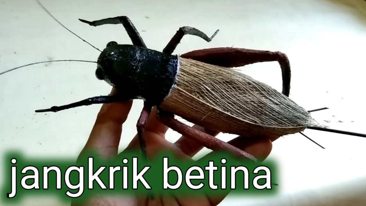 Jangkrik betina terbesar di Dunia, dari sabut kelapa