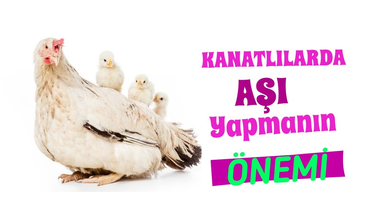 Kanatlılarda İkili Karma Aşı Nasıl Yapılır