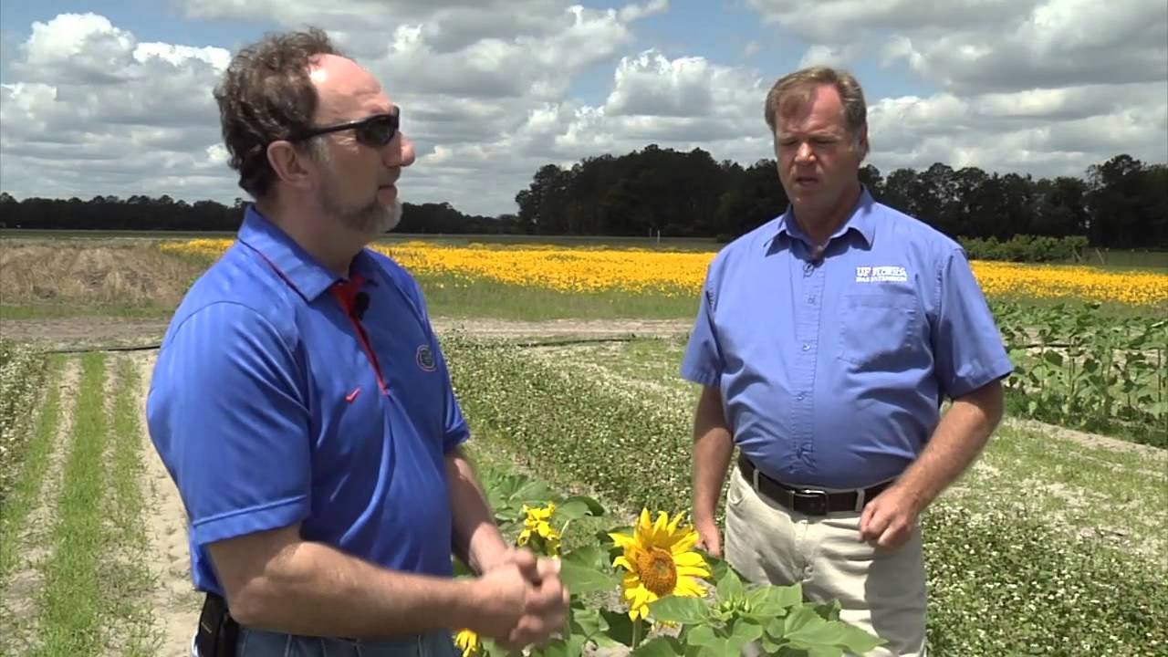 Whole Farm IPM - The Role of Insect Trap Crops
