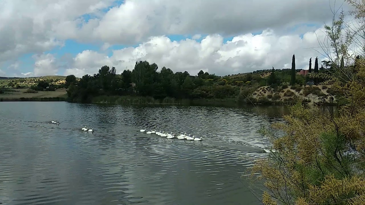 Embalse de Noblejas - Patos