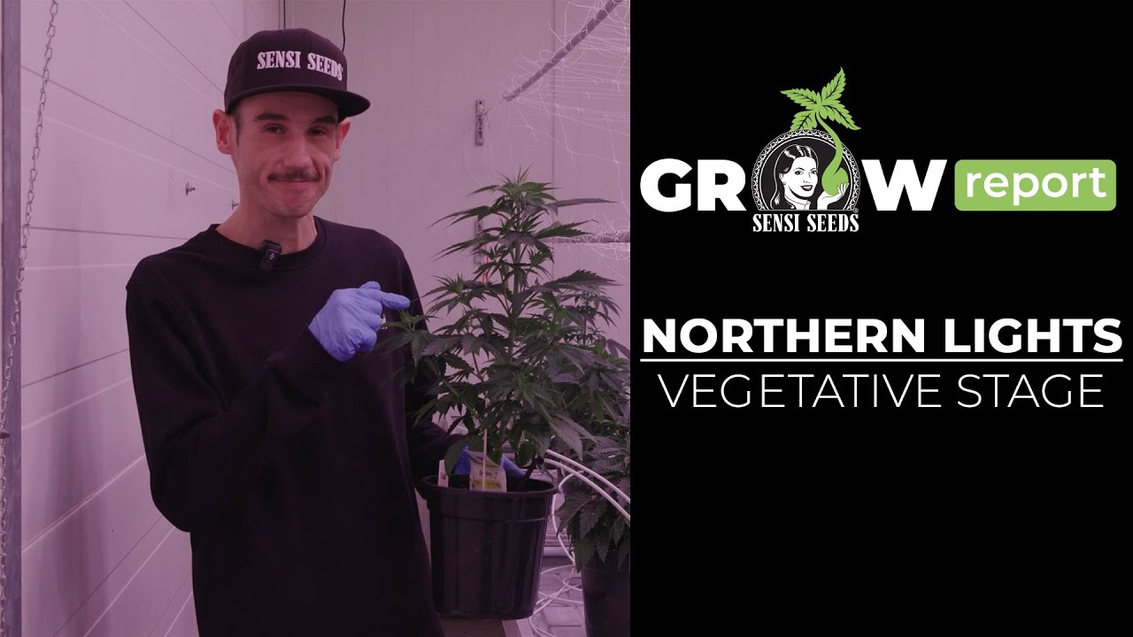 Grow Report- Northern Lights (Vegetative Stage)