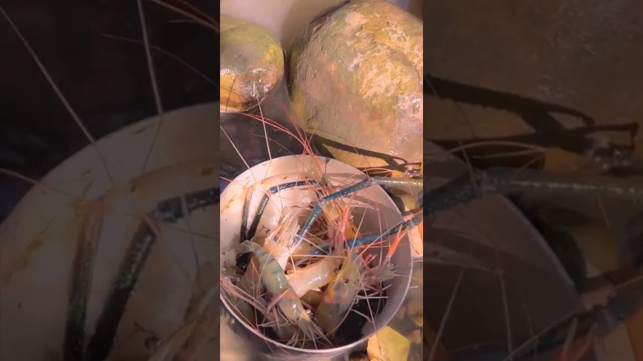 Primitive life, Simple life, Food Life, EP43,#fypage,#catchingfish, #fishing,#handfishing,