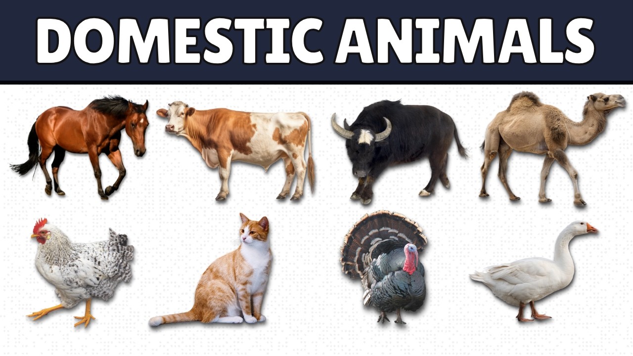 Domestic Animals for Kids | Pet & Farm Animals Names 🐶🐱🐄🐓