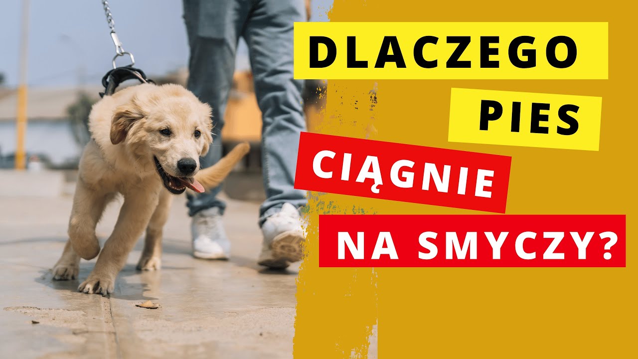 DLACZEGO PIES CIĄGNIE NA SMYCZY? Poznaj powody i zmień to!