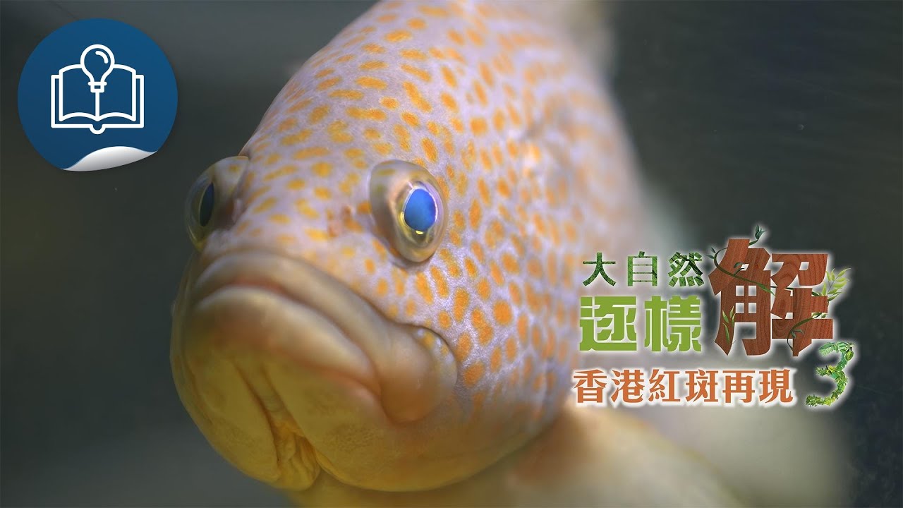 大自然逐樣解3：香港紅斑再現?