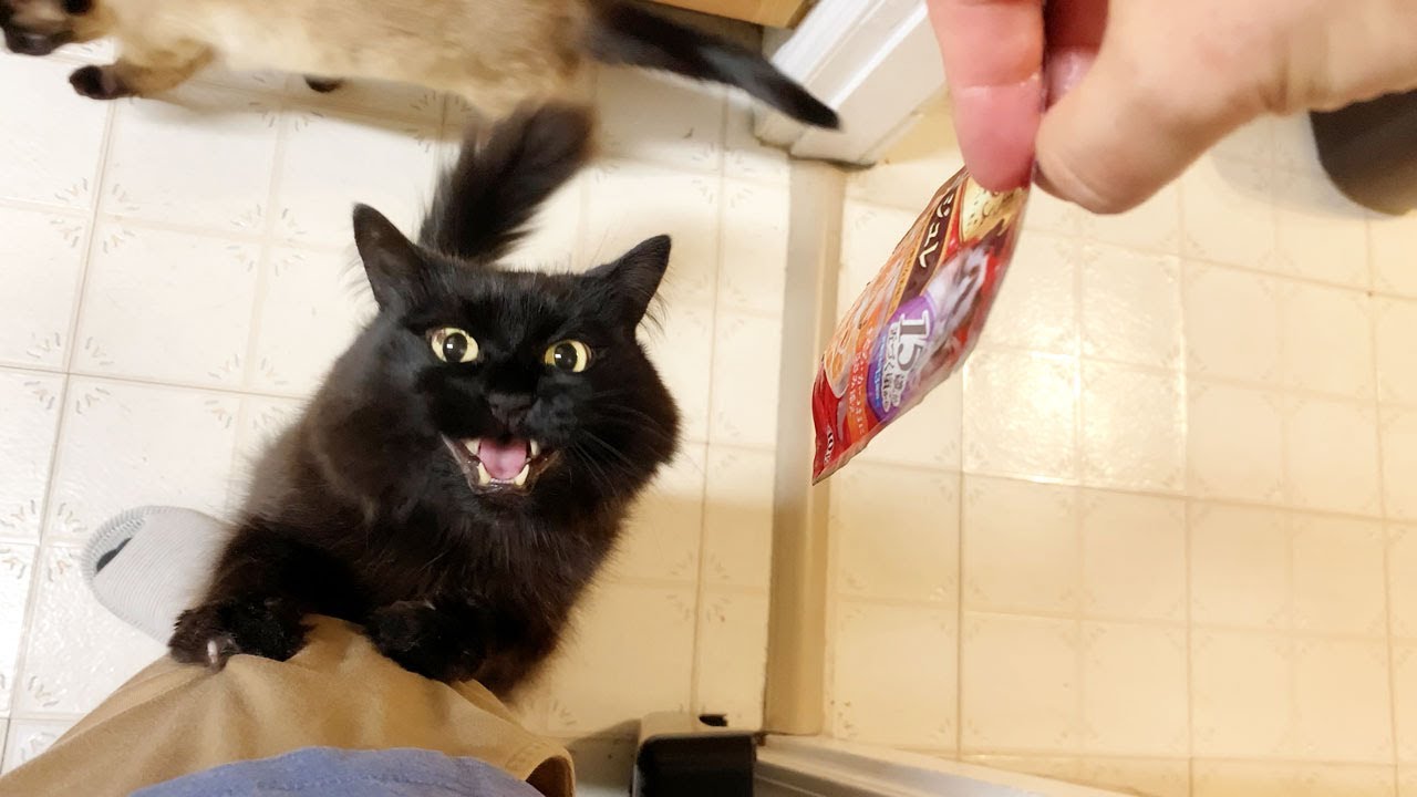 【しゃべる猫】ごはん欲しさにハッキリと「ごはん」としゃべる猫【しおちゃん】