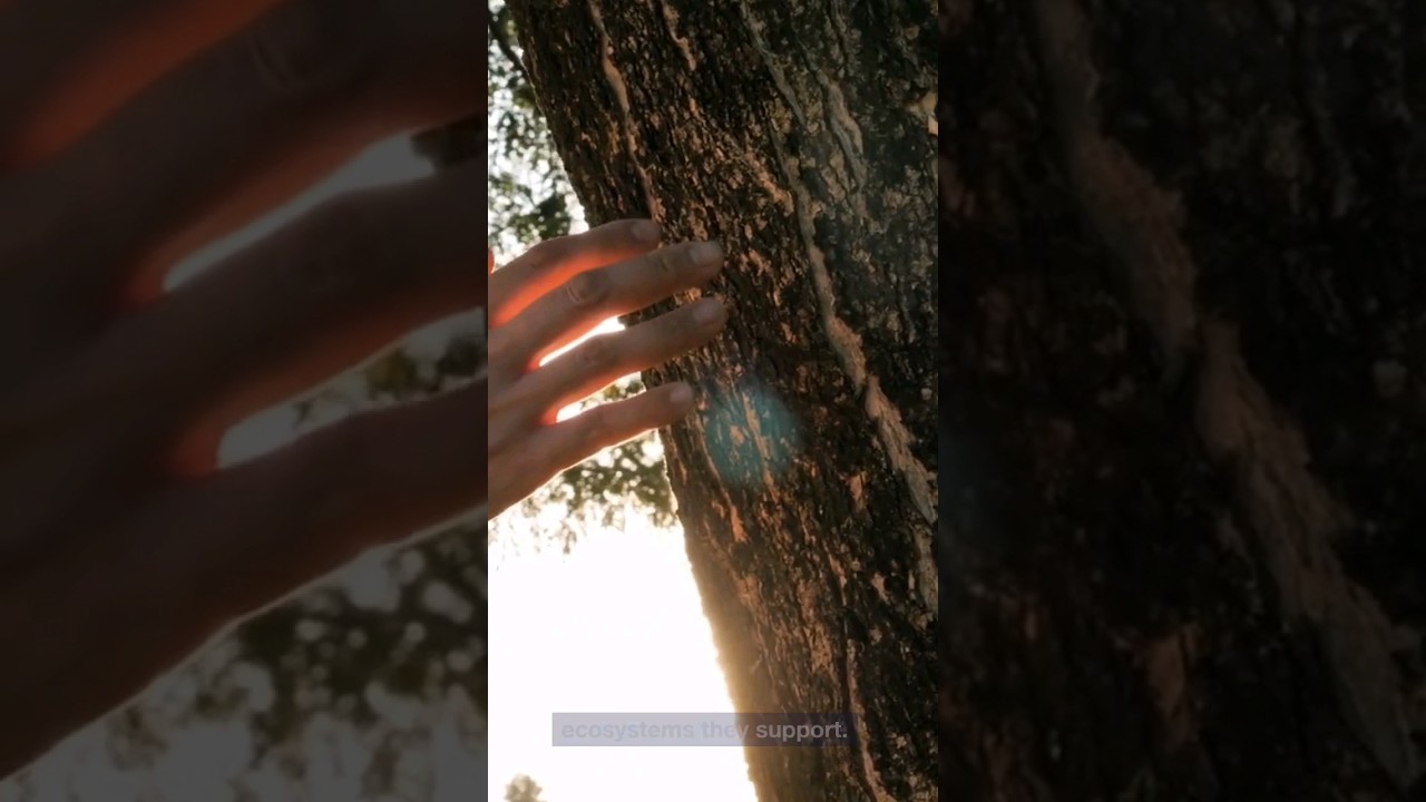 Finding the Mother Tree by Suzanne Simard: Takeaway#2 #forest #ecology #sustainable #youtubeshorts