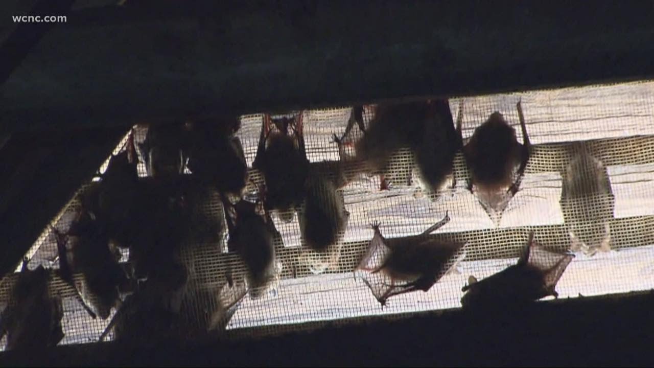 What to expect for bat roosting season