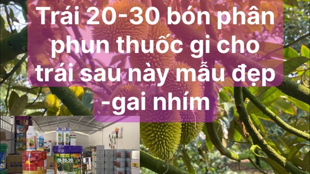 Trái 20-30 ngày bón phân phun thuốc gì cho trái sau này mẫu đẹp - gai nhím