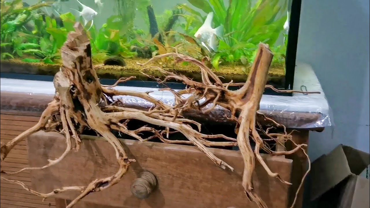 Nueva raiz para el acuario de 240 litros.
