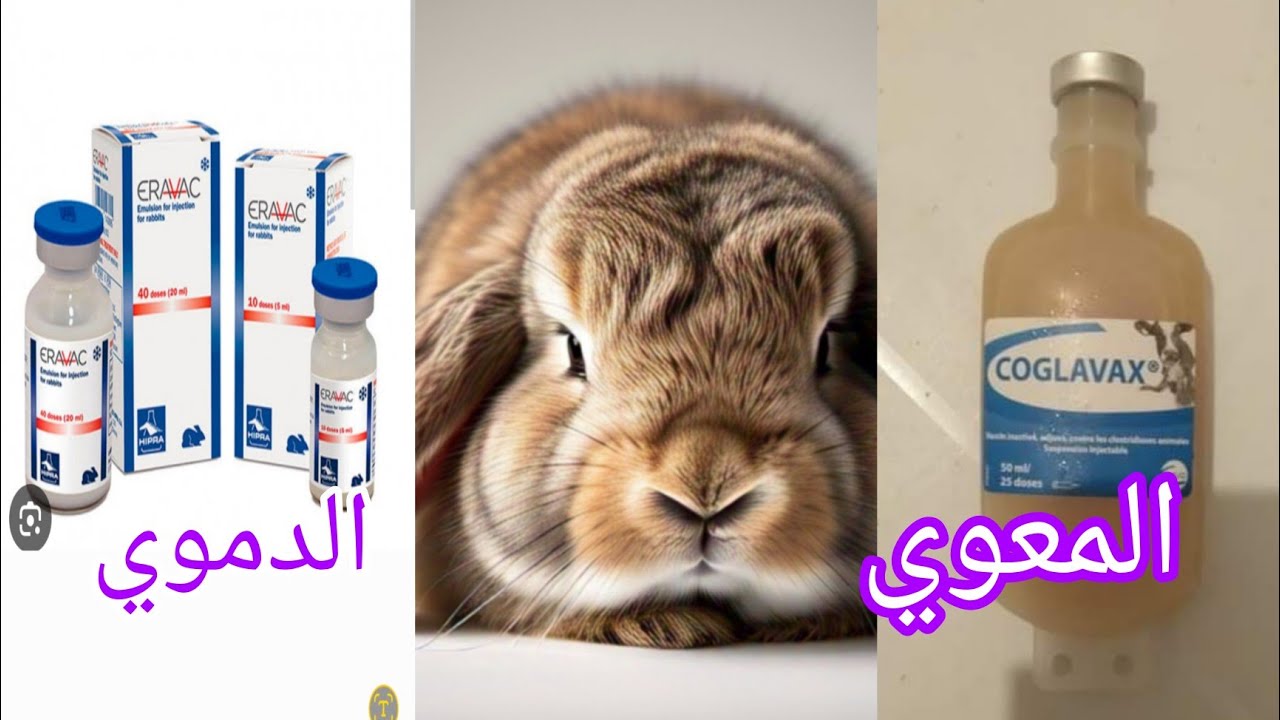 فضل البادية :