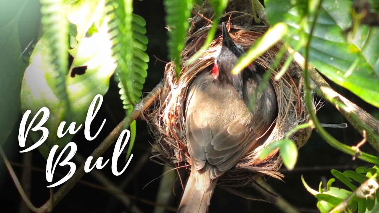BULBUL nest inside a Well // Documentary