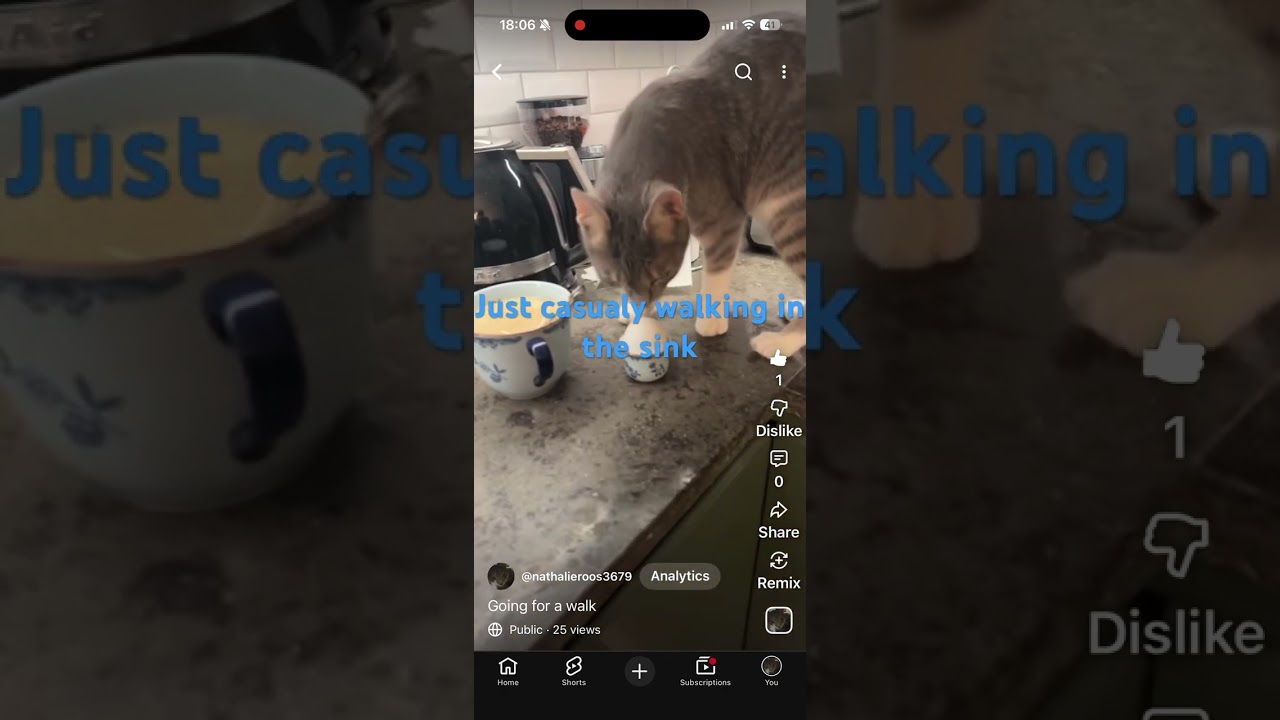 Compilation of all cat vids!