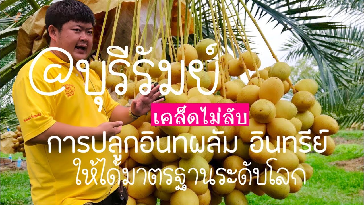 เคล็ดไม่ลับการปลูก อินทผลัม อินทรีย์ ให้ได้มาตรฐานระดับโลก สวนประเสริฐ อินทผลัมเซราะกราว จ.บุรีรัมย์