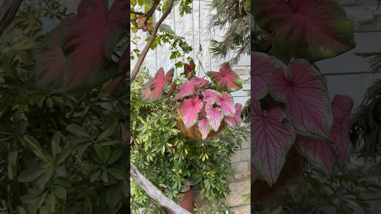 سلة معلقة بنوعين من الكلاديوم #ghaith #garden #ghaithgarden #shorts