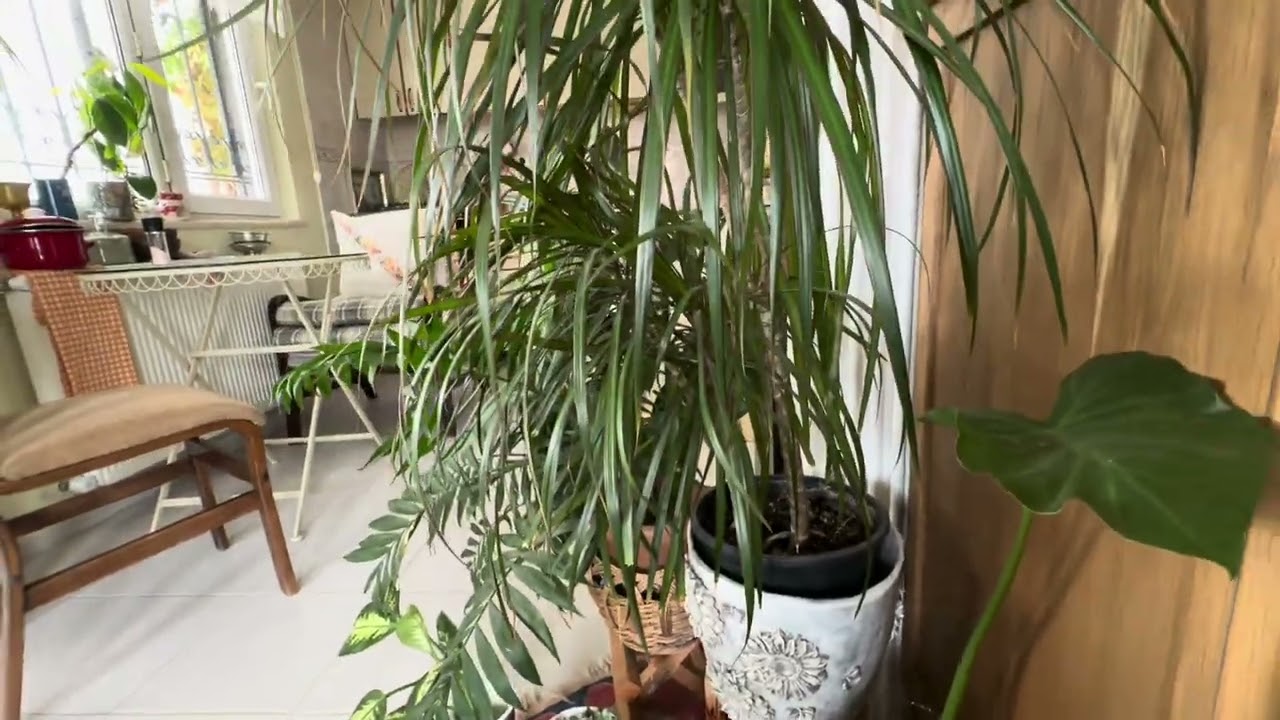 Dracaena Marginata Bakımı ve Çoğaltma 🌿 Evde Ejder Ağacı Nasıl Yetiştirilir?