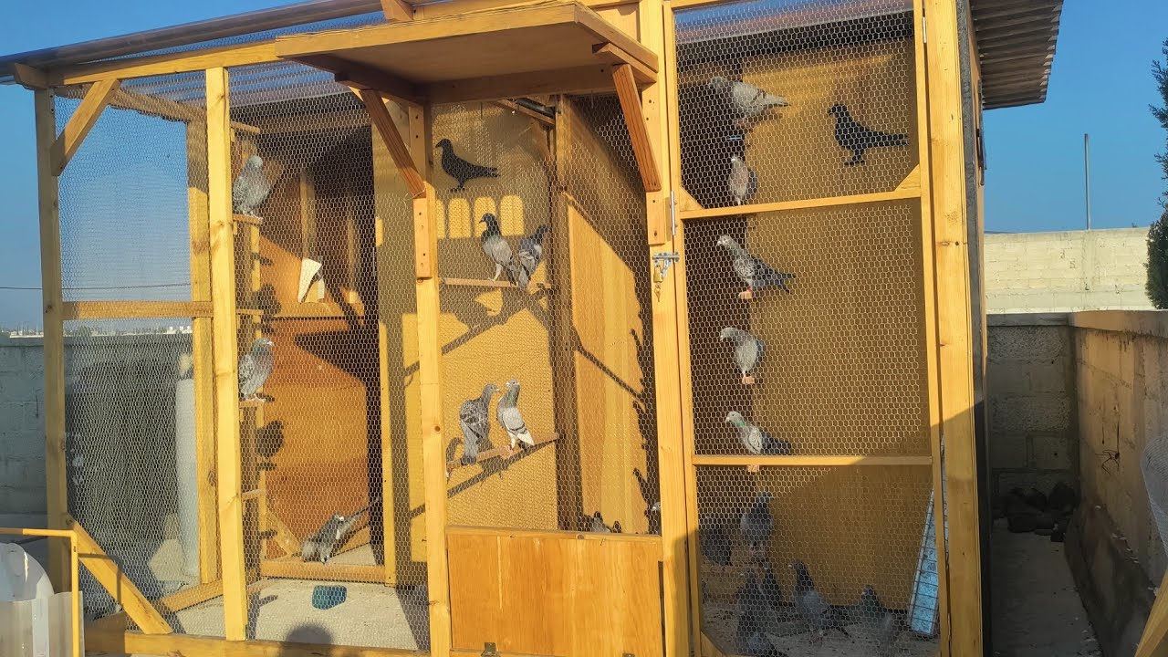Entrenando palomas mensajeras.#colombofilia #palomasmensajeras #palomas #pigeon #palomar