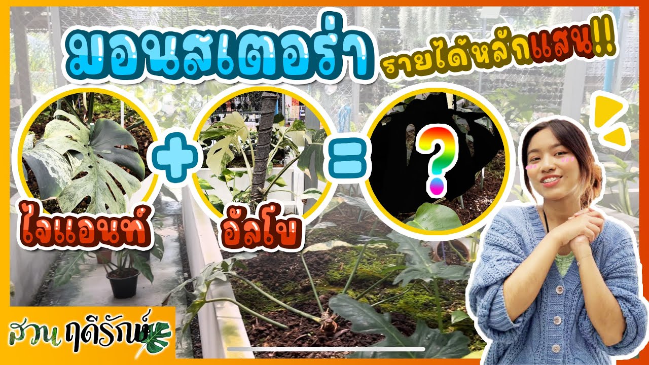 ต้นมอนสเตอร่า แต่ละชนิด..เยอะ!!! | สวนฤดีรักษ์