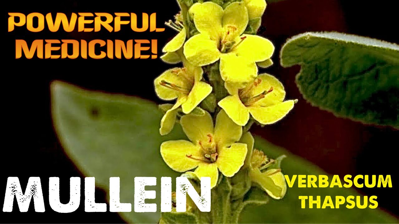 POWERFUL LUNG MEDICINE! Mullein (Verbascum thapsus) Identification & Uses