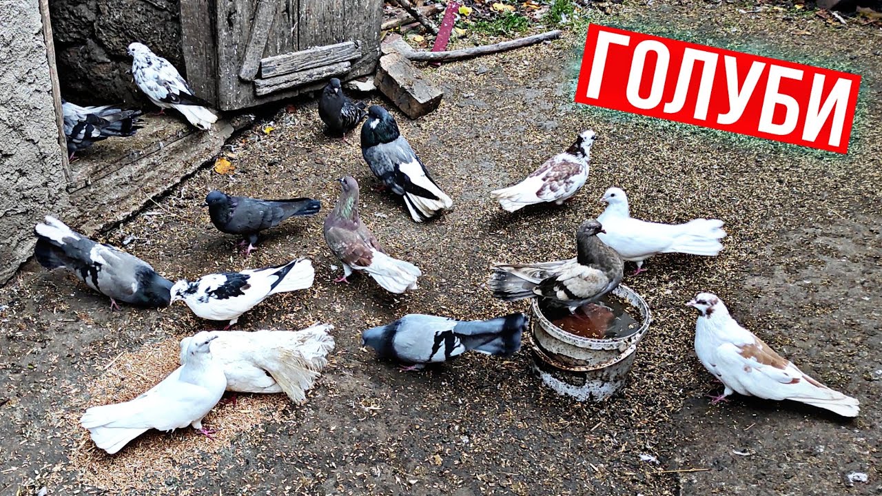 РАЗВЕДЕНИЕ ГОЛУБЕЙ В ДОМАШНИХ УСЛОВИЯХ !!!