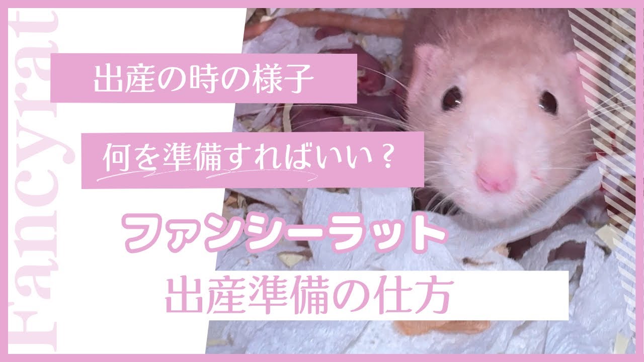 ファンシーラットの出産準備【産まれてくるまでの様子】