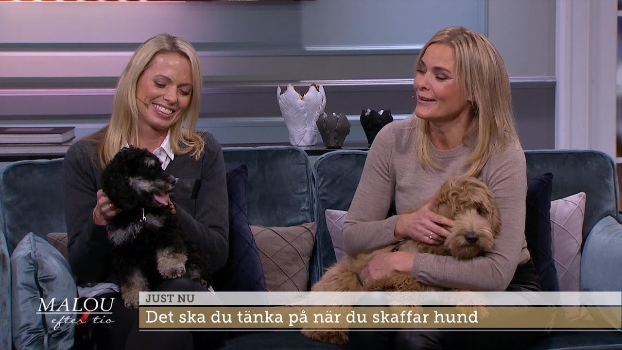 Pudelblandningars popularitet: ”För att jag skulle kunna ha hund – som är a… - Malou Efter tio (TV4)