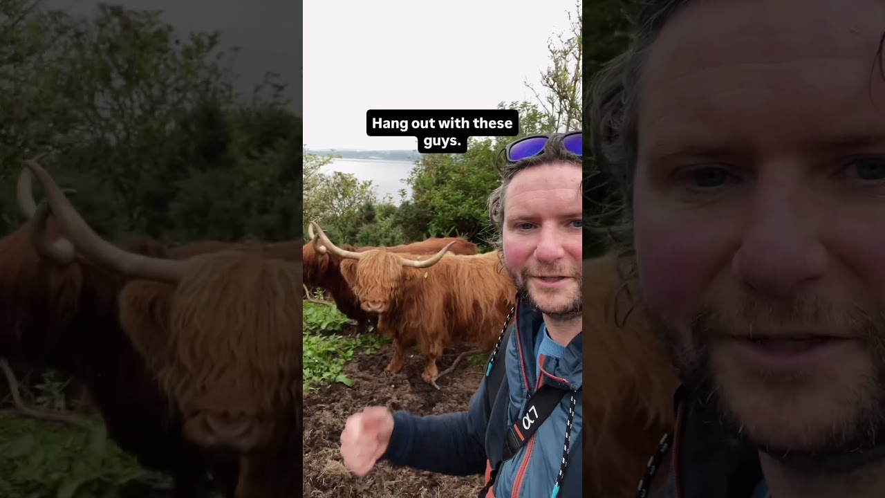 Highland cows in Scotland 🏴󠁧󠁢󠁳󠁣󠁴󠁿